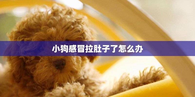 小狗感冒拉肚子了怎么办