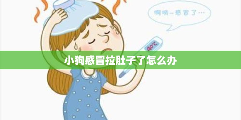 小狗感冒拉肚子了怎么办
