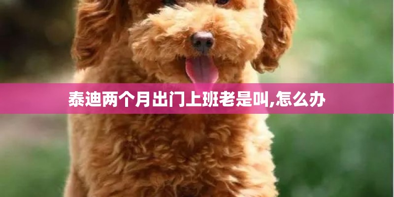 泰迪两个月出门上班老是叫,怎么办