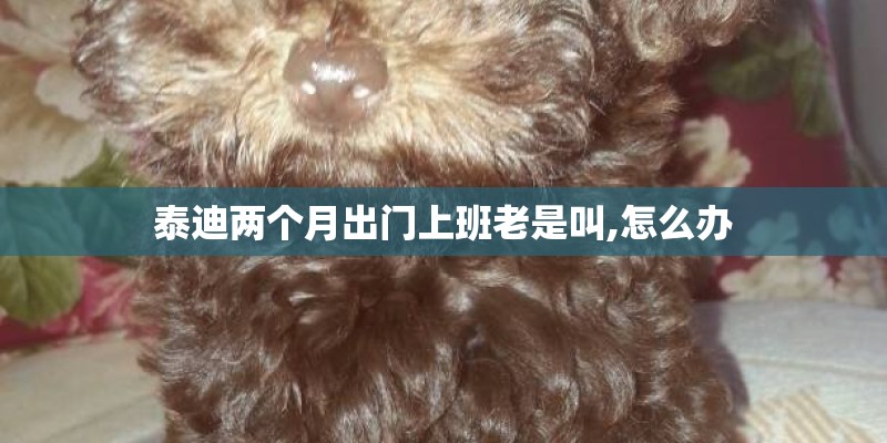 泰迪两个月出门上班老是叫,怎么办