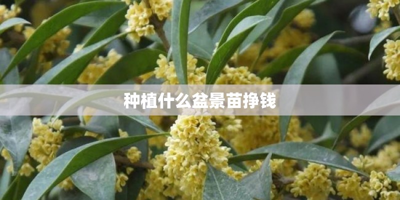 种植什么盆景苗挣钱
