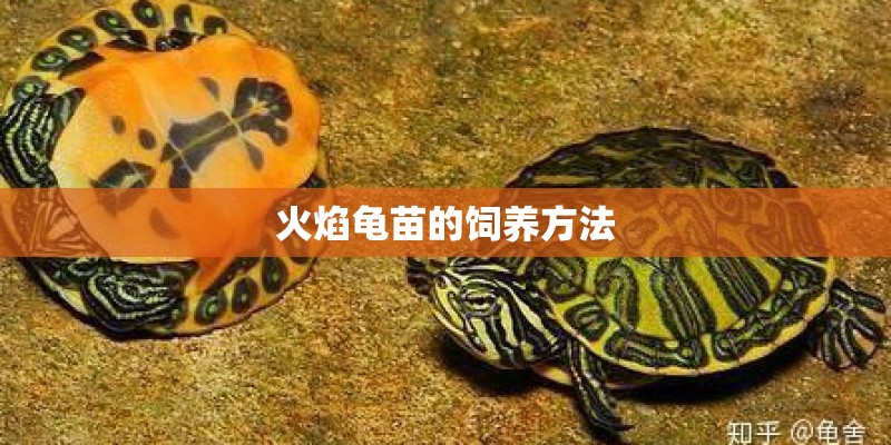 火焰龟苗的饲养方法