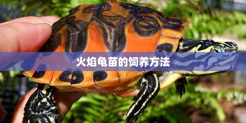 火焰龟苗的饲养方法