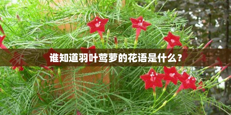 谁知道羽叶莺萝的花语是什么？
