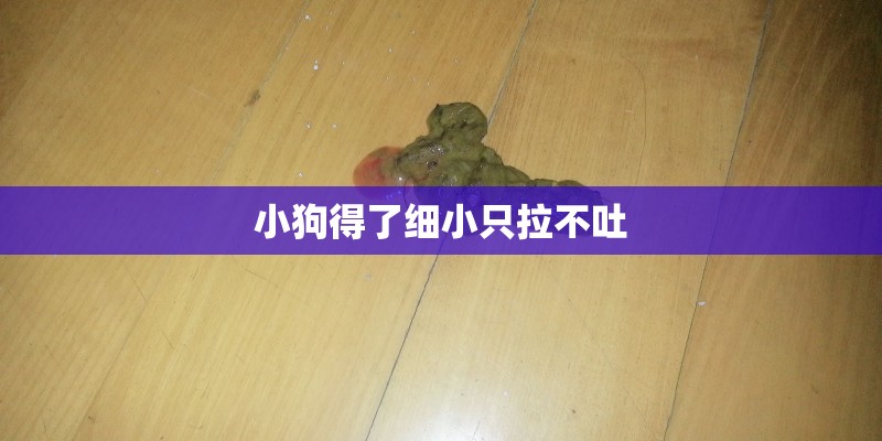 小狗得了细小只拉不吐