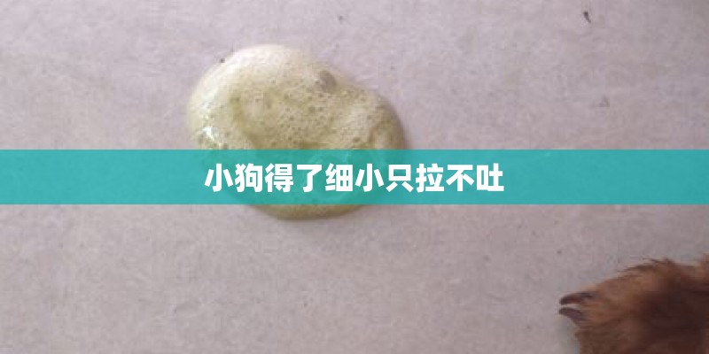 小狗得了细小只拉不吐