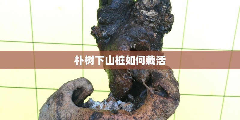 朴树下山桩如何栽活