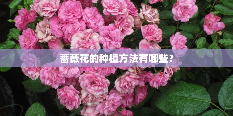 蔷薇花的种植方法有哪些？