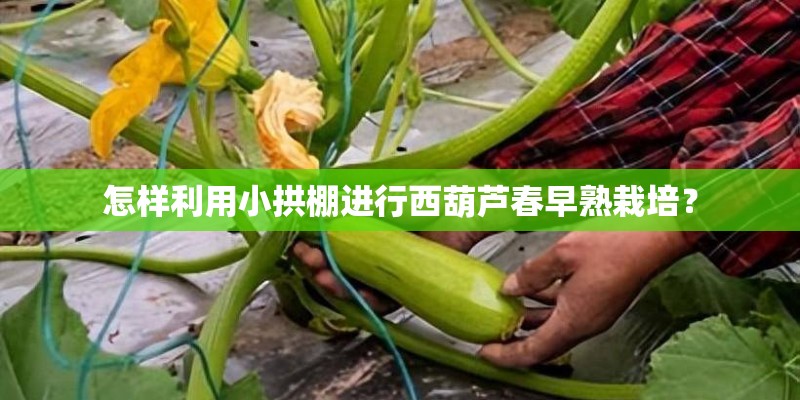 怎样利用小拱棚进行西葫芦春早熟栽培？