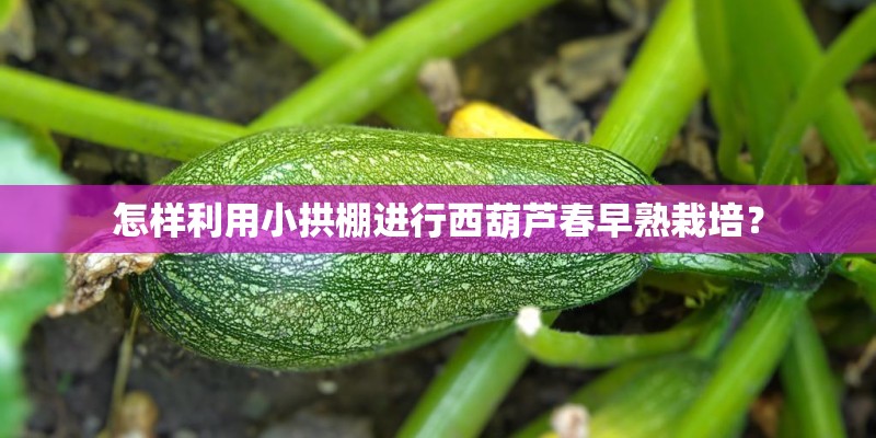 怎样利用小拱棚进行西葫芦春早熟栽培？