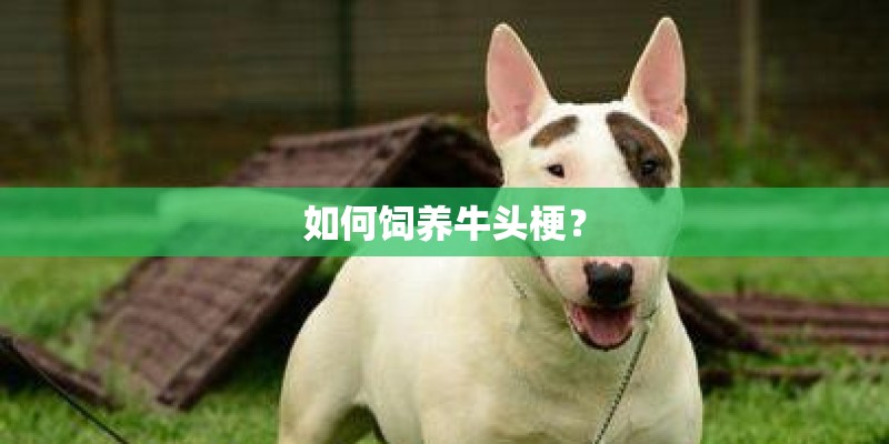 如何饲养牛头梗？