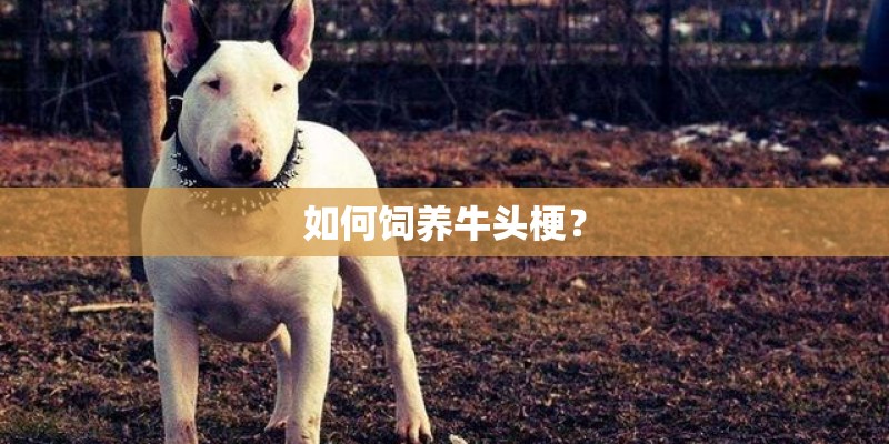 如何饲养牛头梗？