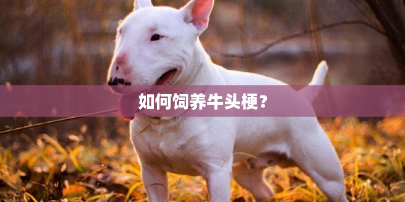 如何饲养牛头梗？
