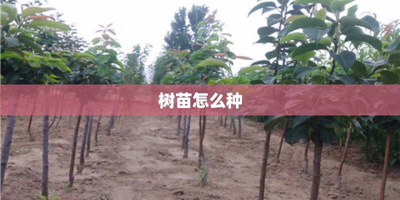 树苗怎么种