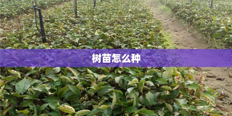 树苗怎么种