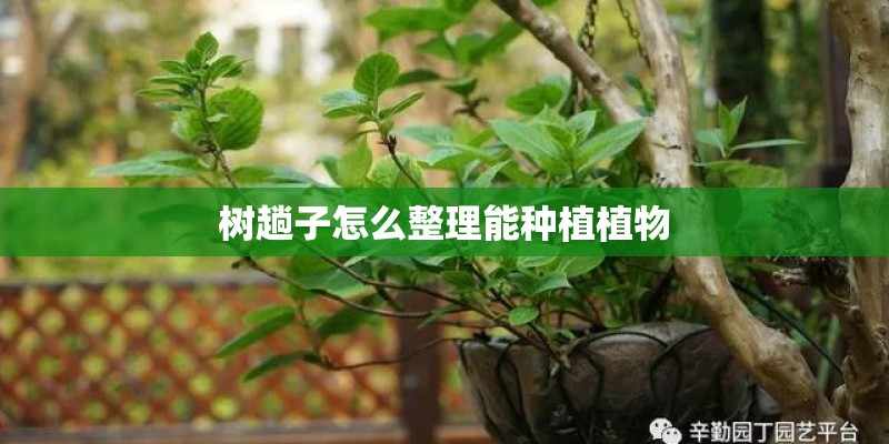树趟子怎么整理能种植植物