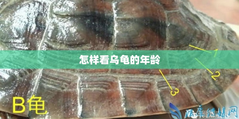 怎样看乌龟的年龄