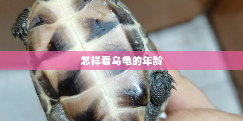 怎样看乌龟的年龄