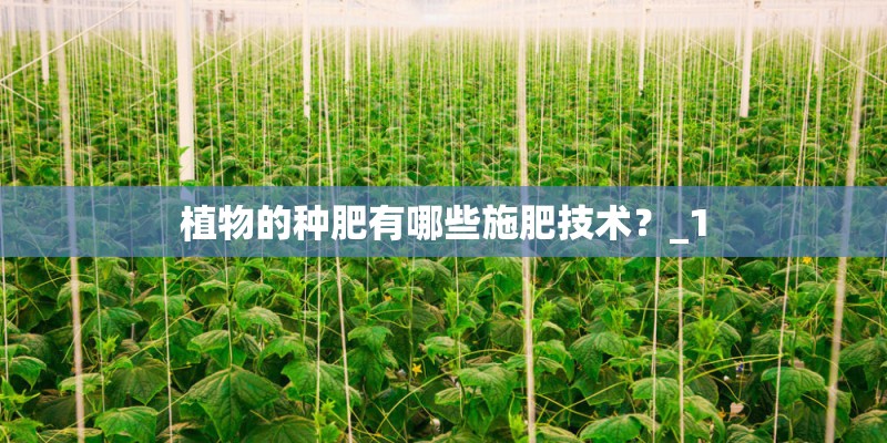 植物的种肥有哪些施肥技术？_1