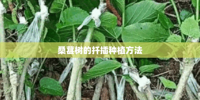 桑葚树的扦插种植方法