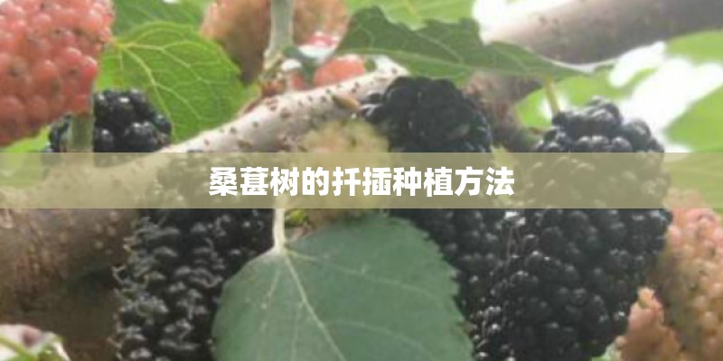 桑葚树的扦插种植方法