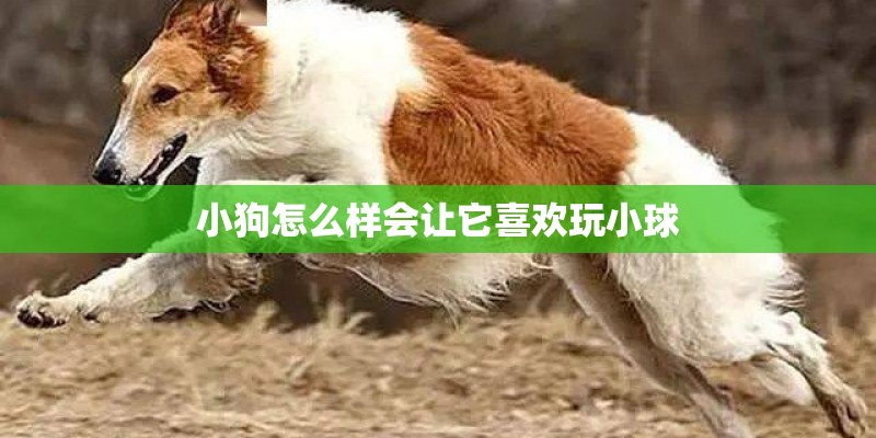 小狗怎么样会让它喜欢玩小球