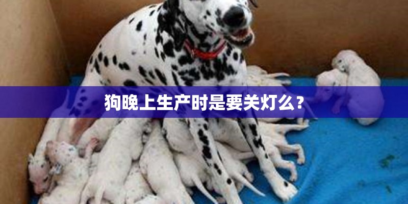狗晚上生产时是要关灯么？
