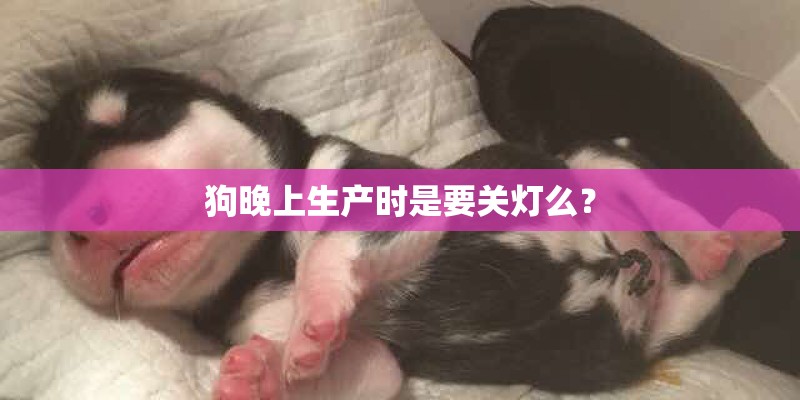 狗晚上生产时是要关灯么？