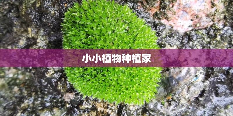 小小植物种植家