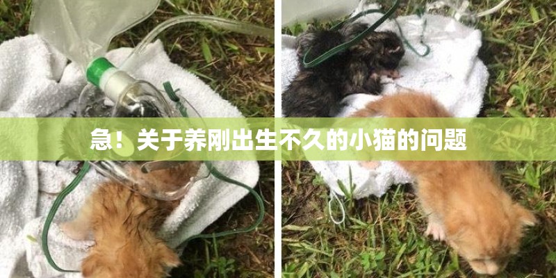 急！关于养刚出生不久的小猫的问题