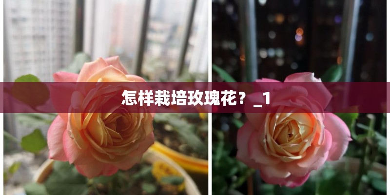 怎样栽培玫瑰花？_1