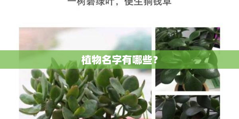 植物名字有哪些？