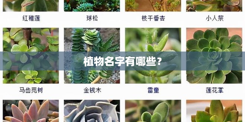 植物名字有哪些？