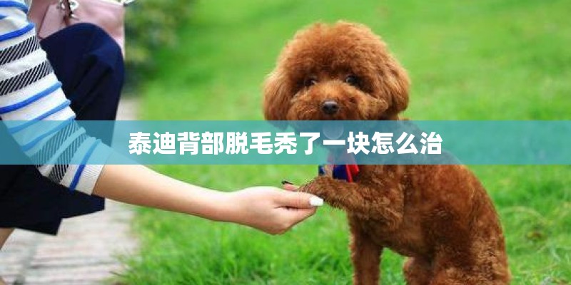 泰迪背部脱毛秃了一块怎么治