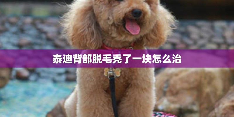 泰迪背部脱毛秃了一块怎么治