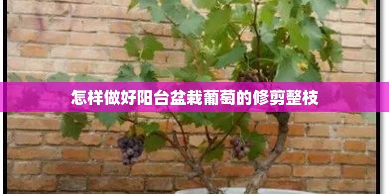 怎样做好阳台盆栽葡萄的修剪整枝