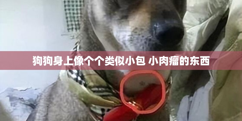 狗狗身上像个个类似小包 小肉瘤的东西