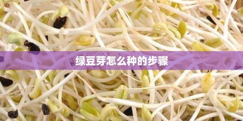 绿豆芽怎么种的步骤