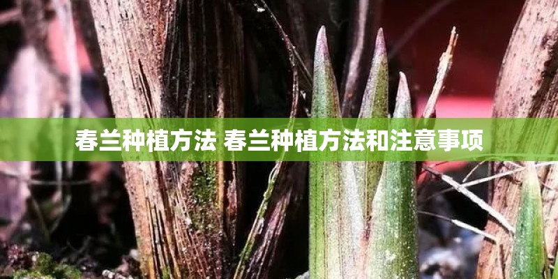 春兰种植方法 春兰种植方法和注意事项