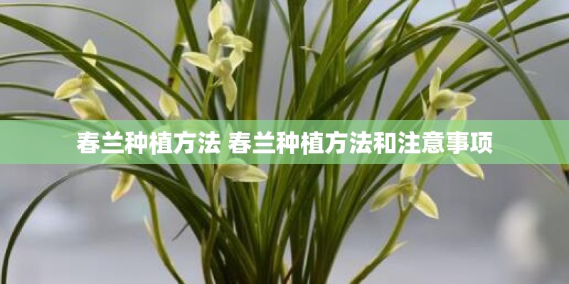 春兰种植方法 春兰种植方法和注意事项