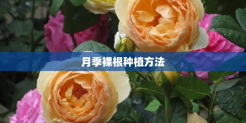 月季裸根种植方法