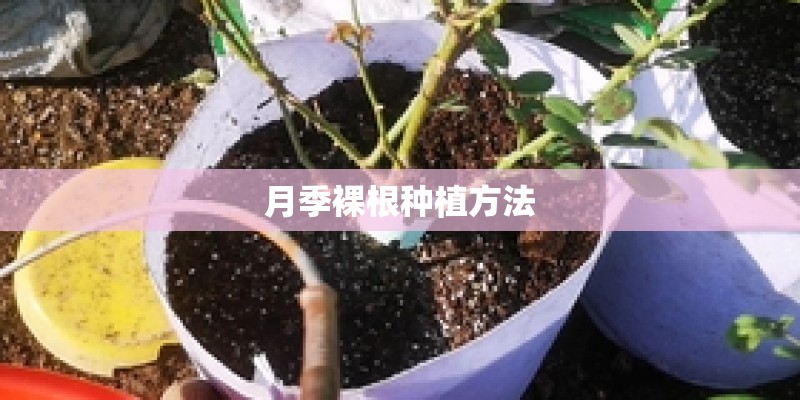 月季裸根种植方法