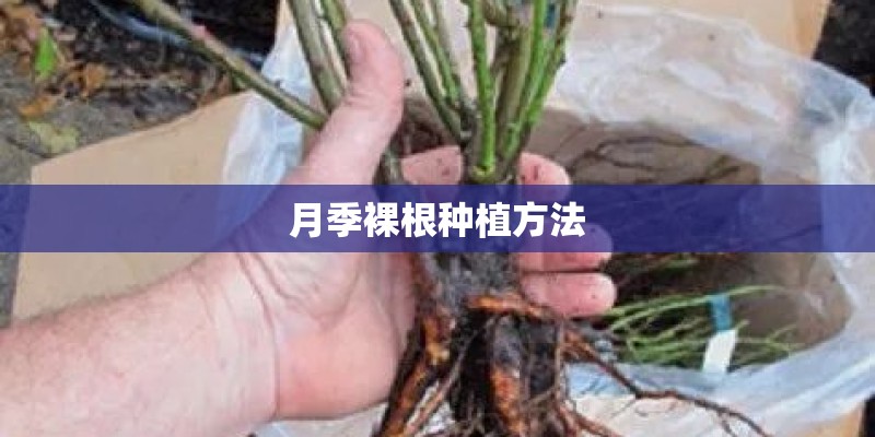 月季裸根种植方法
