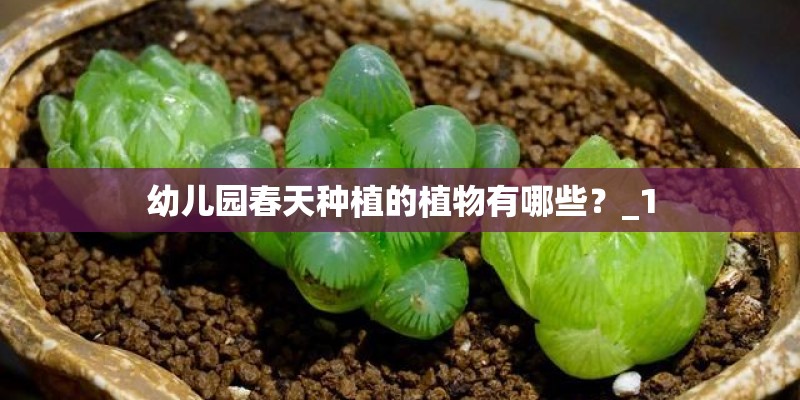 幼儿园春天种植的植物有哪些？_1