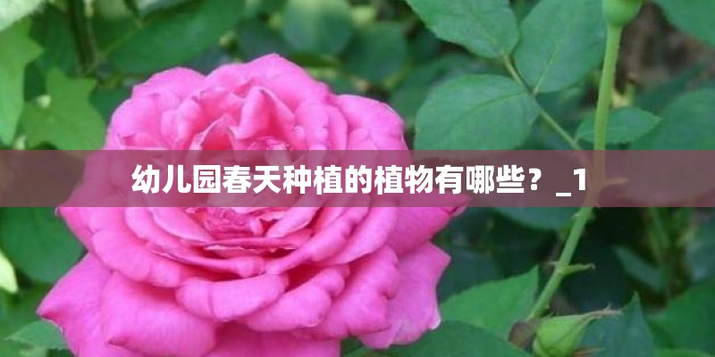 幼儿园春天种植的植物有哪些？_1