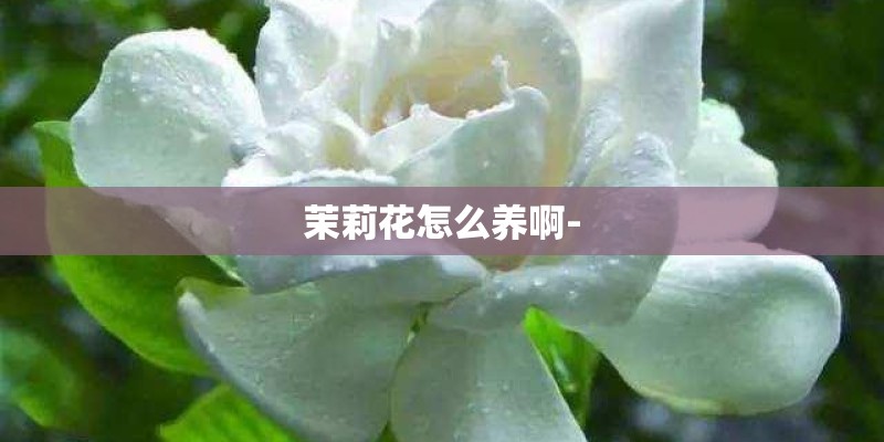 茉莉花怎么养啊-