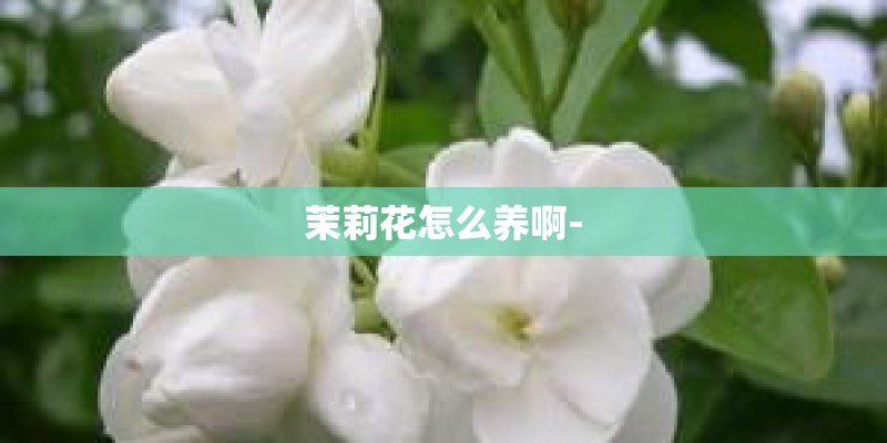 茉莉花怎么养啊-