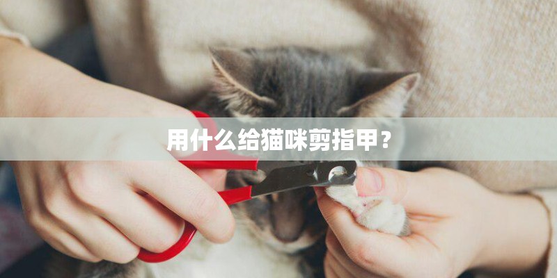 用什么给猫咪剪指甲？