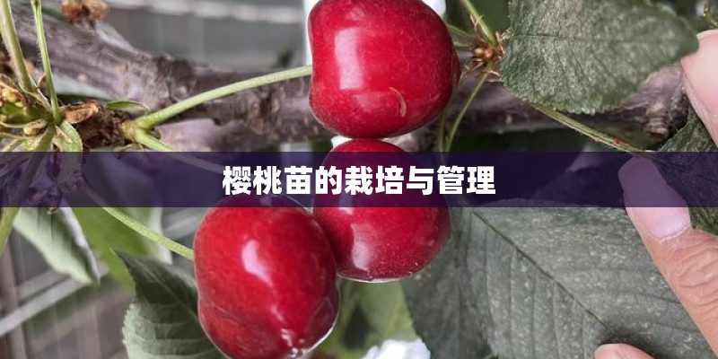 樱桃苗的栽培与管理