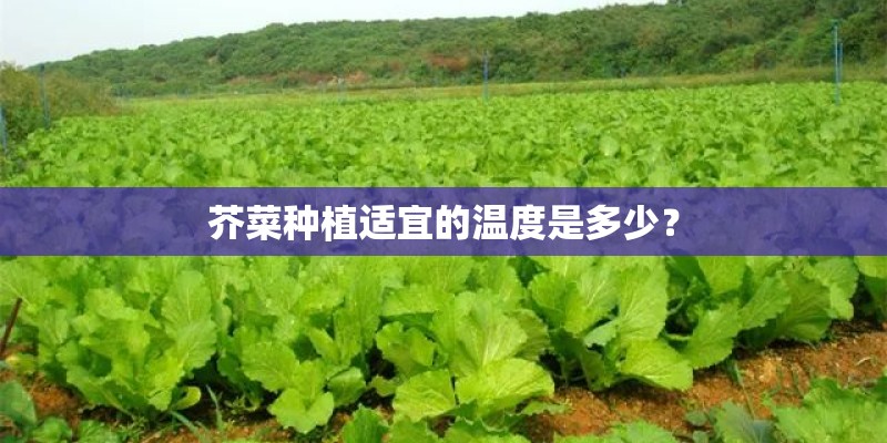 芥菜种植适宜的温度是多少？